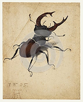 Stag Beetle depicted by Albrecht Durer